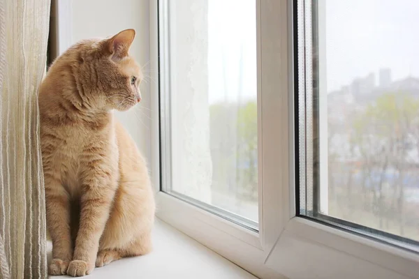 Červená Kočka Sedící Parapetu Dívající Okna Život Domácích Zvířat — Stock fotografie