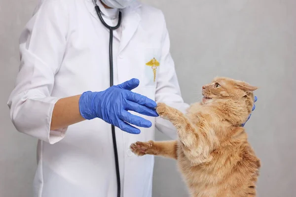 A red cat resisting the vet. In a veterinary clinic. Examination and treatment of pets. Angry cat.