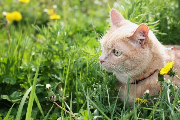 Czerwony kot domowy na spacerze wśród zielonej trawy. Zatrzymywanie zwierząt. — Zdjęcie stockowe