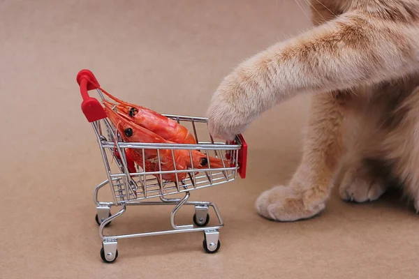 Красная Кошка Протягивает Лапу Красным Вареным Креветкам Лежащим Корзине Игрушками — стоковое фото