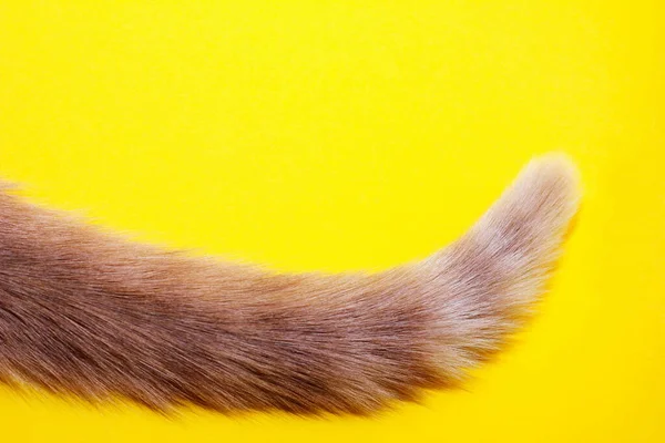 La punta di una coda di gatti rossa. — Foto Stock