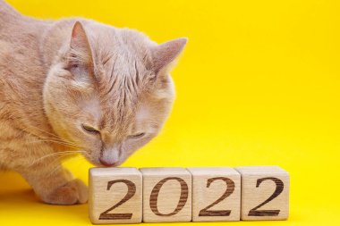 Tahta bloklar, üzerinde yeni yıl 2022 'nin rakamları yazılı. Kızıl bir kedi onları kokluyor..