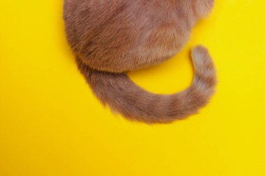 Sarı arka planda kırmızı bir kedinin kuyruğunun ucu. Kırmızı bir kedinin parçası, dikiz aynası.