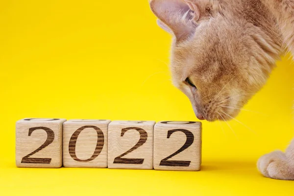 Blocos de madeira com os números do ano novo 2022 em um amarelo. Um gato vermelho está a farejá-los. — Fotografia de Stock