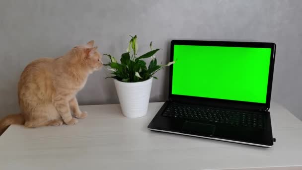 Laptop Zöld Képernyővel Egy Vörös Macska Felfal Egy Cserepes Virágot — Stock videók