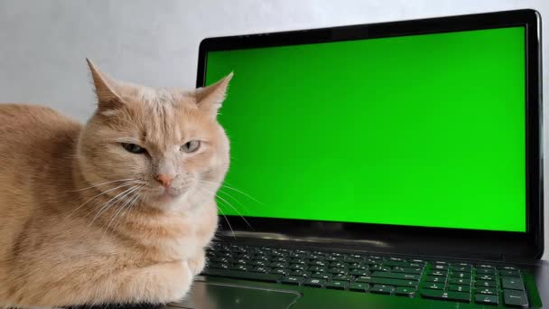 Een rode kat bij het groene laptopscherm. — Stockvideo