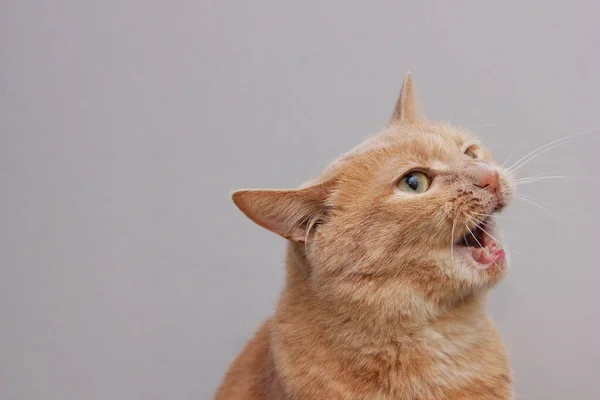 Chat Rouge Colère Avec Une Bouche Ouverte Animal Dangereux — Photo