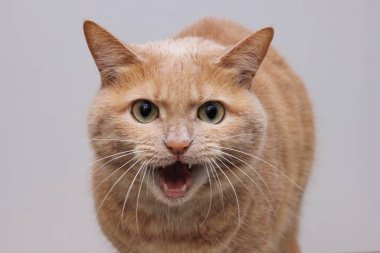 An angry red cat with an open mouth showing its teeth and looking directly into the camera. A dangerous pet. Rabies in animals. clipart