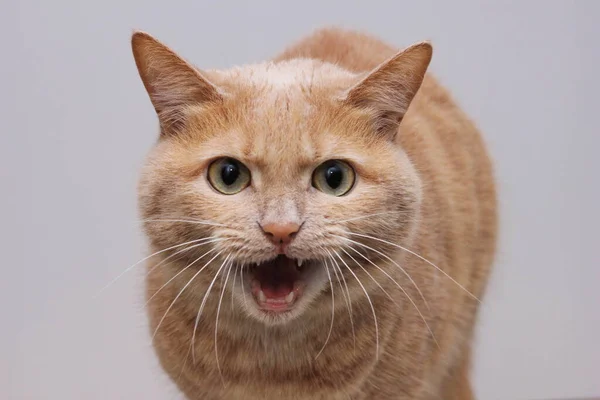 An angry red cat with an open mouth showing its teeth and looking directly into the camera. A dangerous pet. Rabies in animals.