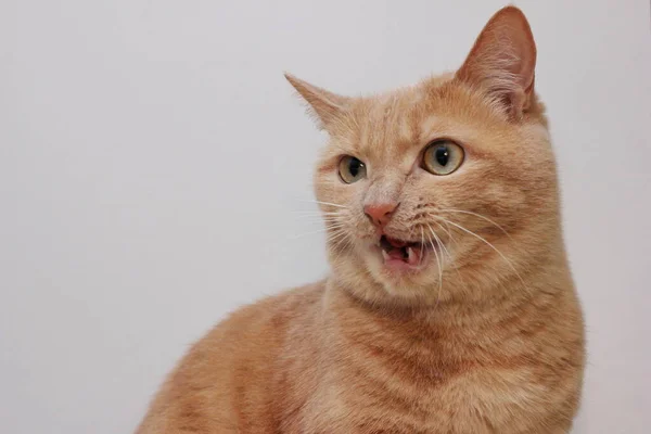 Ağzı Açık Kızgın Bir Kırmızı Kedi Tehlikeli Bir Hayvan — Stok fotoğraf