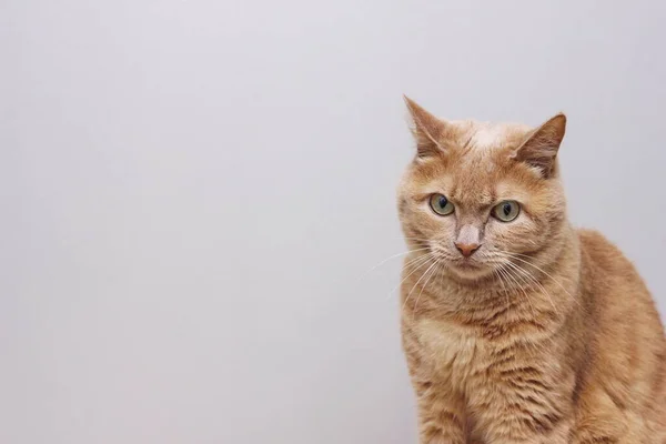 Triste Gato Pelirrojo Está Sentado Con Frente Surcada Gato Pelirrojo —  Fotos de Stock