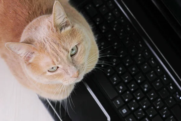 Zit Een Rode Kat Een Zwart Laptoptoetsenbord Sluiten — Stockfoto