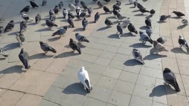Um monte de pombos estão andando na rua. — Vídeo de Stock