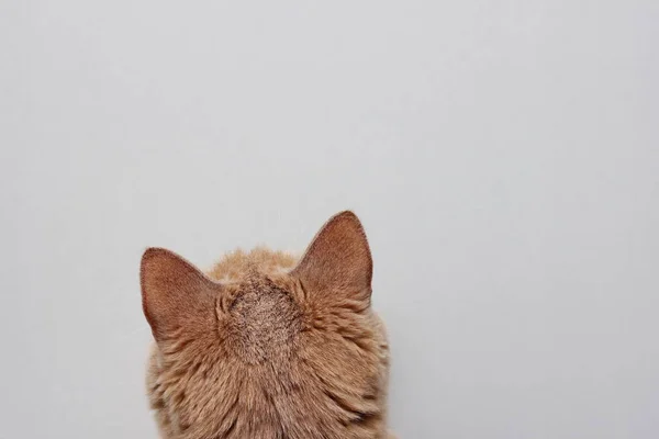 Le dos des chats rouges tête gros plan — Photo