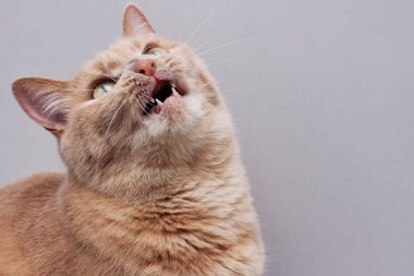 Ağzı açık kızıl bir kedi. Kızıl kedinin kafası geriye doğru savrulur, yukarı bakar. Gri arka plan. Boşluğu kopyala.