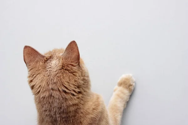 Eine Rote Katze Mit Dem Rücken Zur Kamera Sucht Einer — Stockfoto