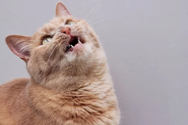 Vörös Macska Nyitott Szájjal Vörös Macska Feje Hátravetődik Felnéz Magára — Stock Fotó