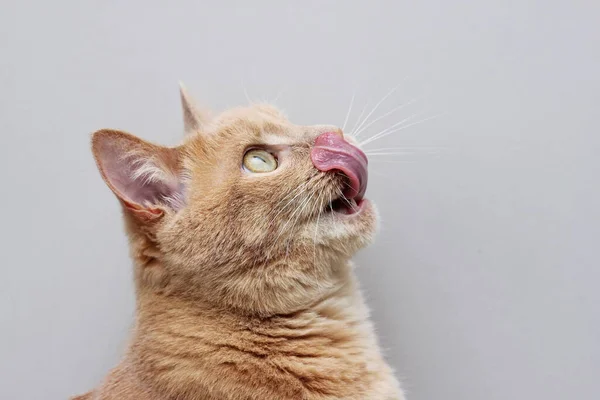 Die rote Katze leckt ihre Lippen. Katzenzunge aus nächster Nähe. — Stockfoto