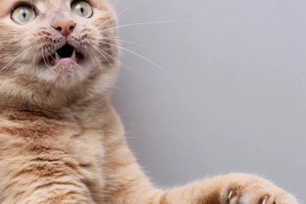 Un chat rouge effrayé à la bouche ouverte et aux yeux bombés. — Photo