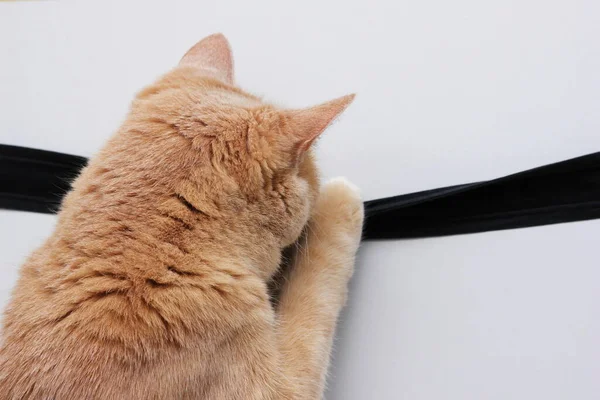 Un chat rouge touchant une bande de tissu noir sur le mur. — Photo