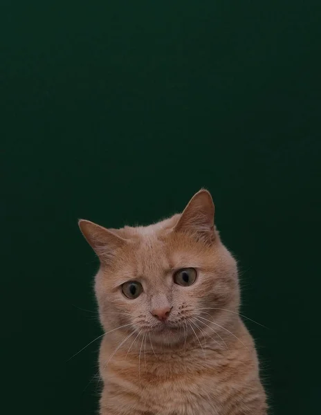 Kaşları çatık, üzgün kırmızı bir kedinin portresi.. — Stok fotoğraf