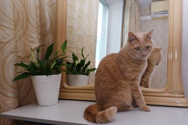 İç tarafta bir ayna ve bir bitkinin yanında kırmızı bir kedi. Alerjenler .