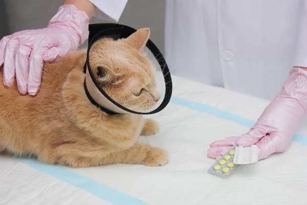 Červená kočka v ochranném obojku u veterináře. Vyšetření a léčba zvířat v zájmovém chovu. — Stock fotografie