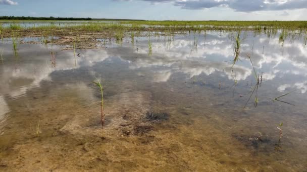 小淡水泉把水带到了沼泽地国家公园4K的水面. — 图库视频影像