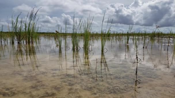 Świeży strumień wody wśród roślin w Parku Narodowym Everglades, Floryda 4K. — Wideo stockowe