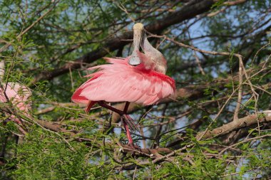 Roseate Spoonbill - Platalea ajaja - St. Augustine, Florida 'daki ağaçta..