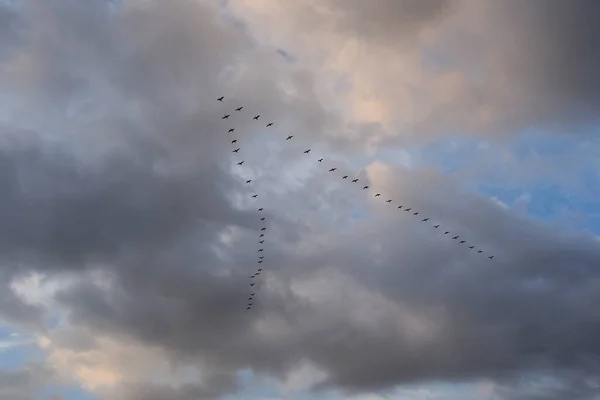 Birds flying in V formation above St Augustine Beach, Florida. — Stock Photo, Image