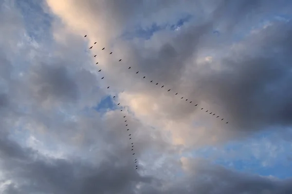 Birds flying in V formation above St Augustine Beach, Florida.