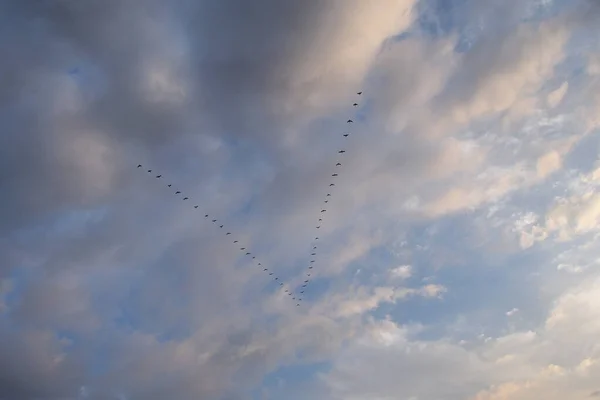 Birds flying in V formation above St Augustine Beach, Florida.