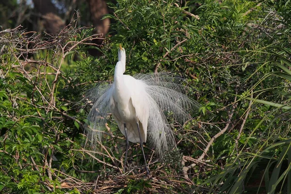 Grande Egret - Ardea alba- em plumagem reprodutiva em St Augustine, Florida. — Fotografia de Stock