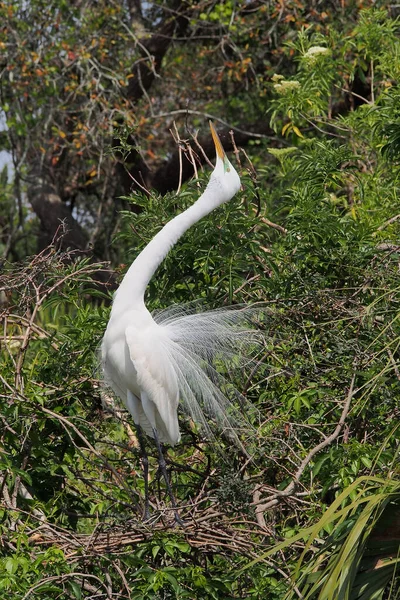 Grande Egret - Ardea alba- em plumagem reprodutiva em St Augustine, Florida. — Fotografia de Stock