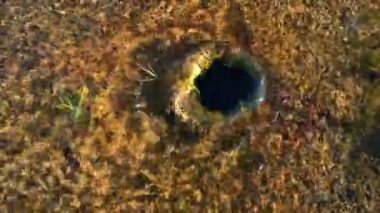 Minik tatlı su kaynağı Everglades Ulusal Parkı 4K 'ya su getiriyor..