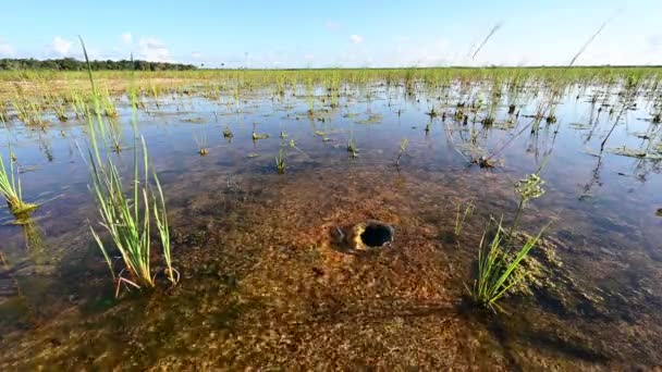 Liten sötvattenkälla ger vatten till ytan i Everglades nationalpark 4K. — Stockvideo