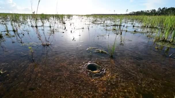 小淡水泉把水带到了沼泽地国家公园4K的水面. — 图库视频影像