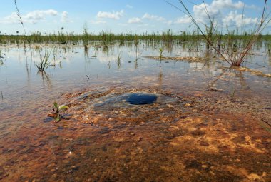 Everglades Ulusal Parkı, Florida 'da küçük bir kaynak su getiriyor..