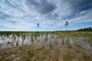 Everglades Ulusal Parkı 'ndaki habitat yenileme projesi üzerine sonbahar bulutları.
