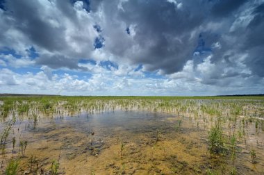 Everglades Ulusal Parkı 'ndaki habitat yenileme projesi üzerine sonbahar bulutları.