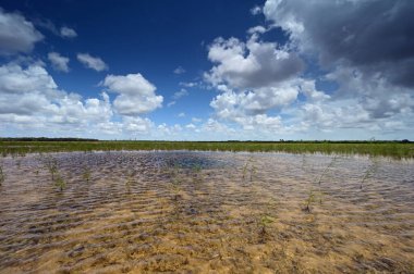 Everglades Ulusal Parkı 'ndaki habitat yenileme projesi üzerine sonbahar bulutları.
