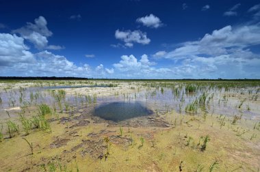 Everglades Ulusal Parkı 'ndaki habitat yenileme projesi üzerine sonbahar bulutları.