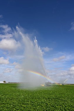 Homestead, Florida yakınlarındaki tarlaları sulayan kamyonlar spreyde gökkuşağı oluşturuyor..