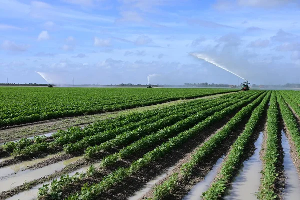 Tanaman hijau baris produksi di bidang dekat Homestead, Florida. — Stok Foto