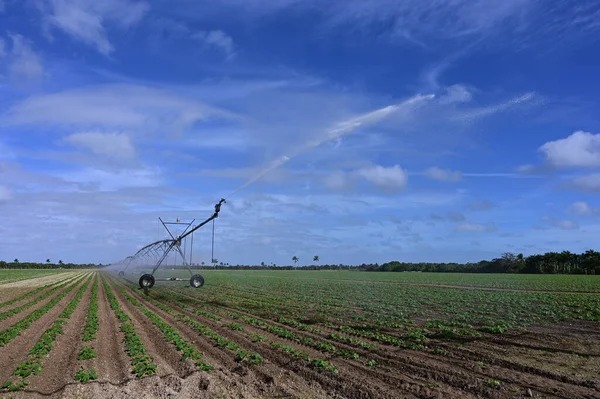 Mesin irigasi otomatis menyiram tanaman di dekat Homestead, Florida. — Stok Foto