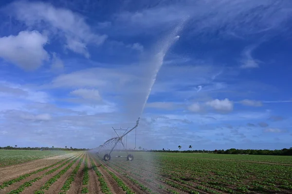 Máquina de irrigação automatizada regando campos plantados perto de Homestead, Flórida. — Fotografia de Stock