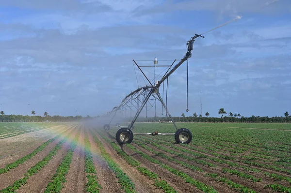 Automated irrigation machine watering planted fields near Homestead, Florida. — Stock Photo, Image