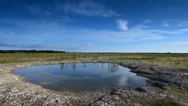 Timelapse du paysage nuageux reflété dans le trou de solution dans Everglades NP 4K. — Video