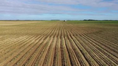 Homestead, Florida 4K 'deki ekin sıralarının hava görüntüsü.